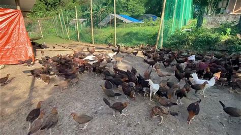 Raff Gamefarm .
